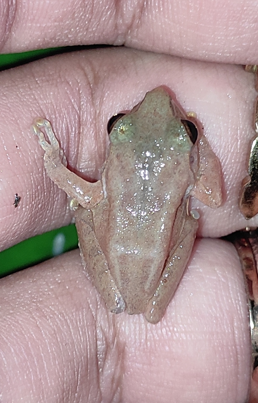 Wynaad Brown Eared Shrub Frog