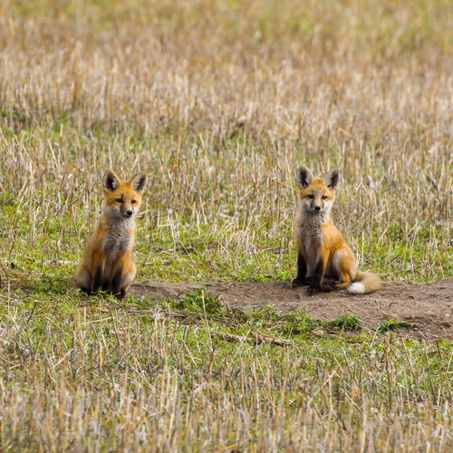 Red Fox photographed in North Dakota