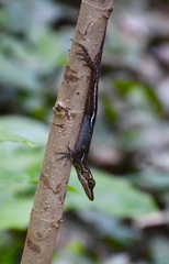 Anolis vermiculatus