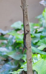 Anolis vermiculatus