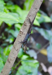 Anolis vermiculatus