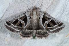 Callistege intercalaris