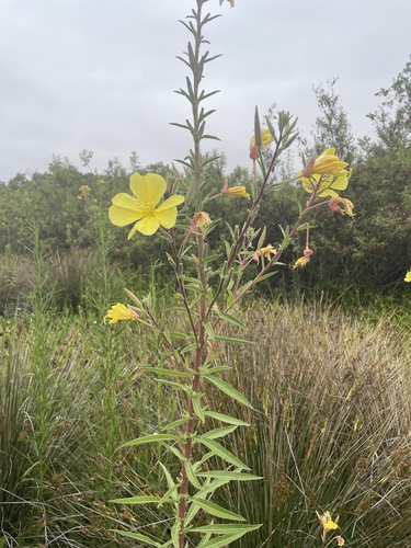 iNaturalist observation photo of tall evening primrose