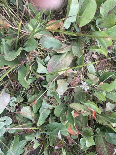 iNaturalist observation photo of Yerba Mansa