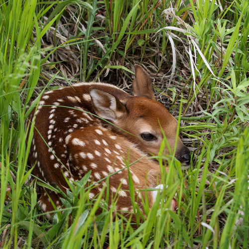 White-tailed Deer photographed in North Dakota