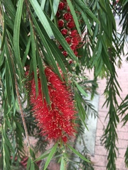 Melaleuca glauca