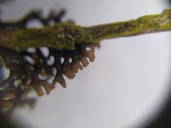 Hypogymnia pulverata