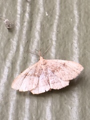 Phalaenostola metonalis