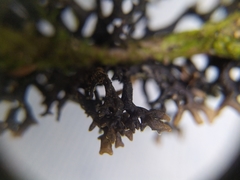 Hypogymnia pulverata