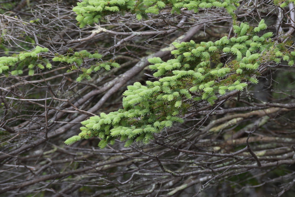 Conifer