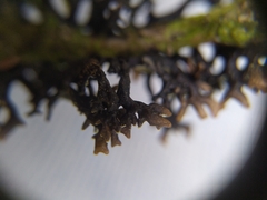 Hypogymnia pulverata