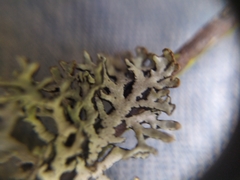 Hypogymnia pulverata
