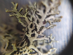 Hypogymnia pulverata