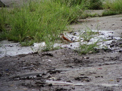Furnarius leucopus cinnamomeus