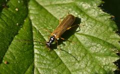 Rhagonycha lignosa