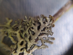Hypogymnia pulverata