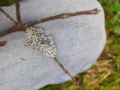 Hypogymnia pulverata