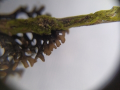 Hypogymnia pulverata