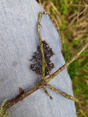 Hypogymnia pulverata