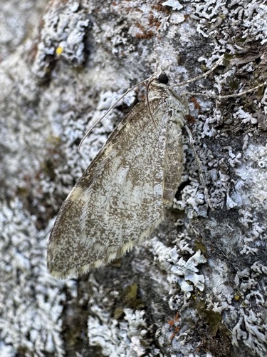 Stamnodes depeculata