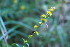 Solidago virgaurea asiatica