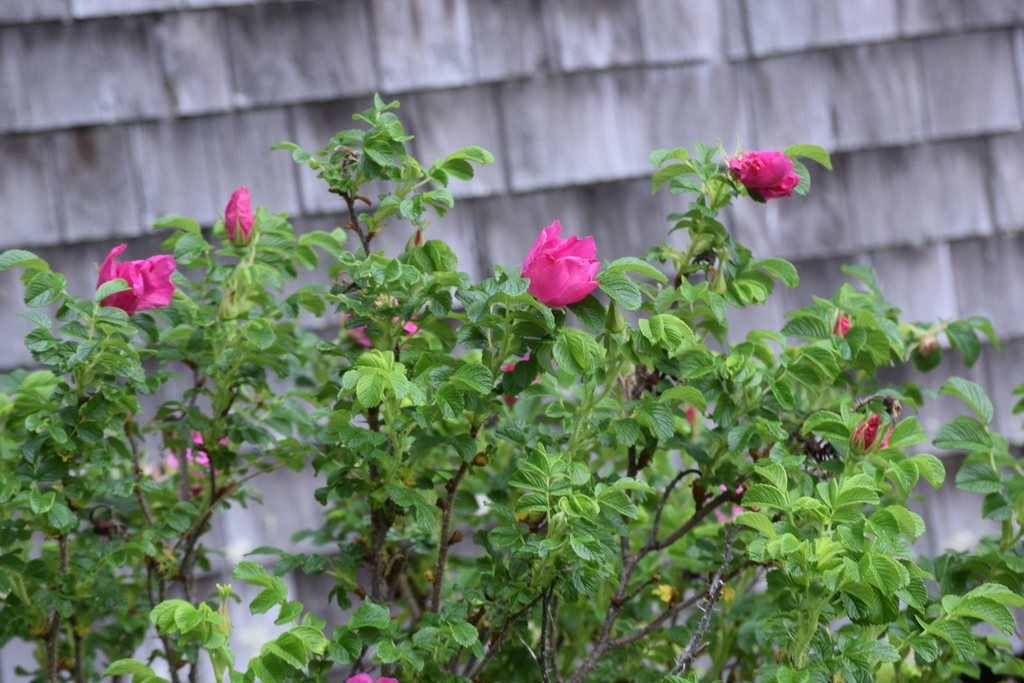 Rosa