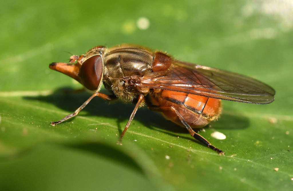 Snouted Hoverflies