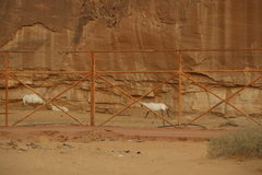 Oryx leucoryx