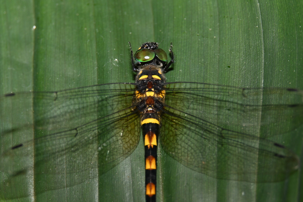 Macromia clio