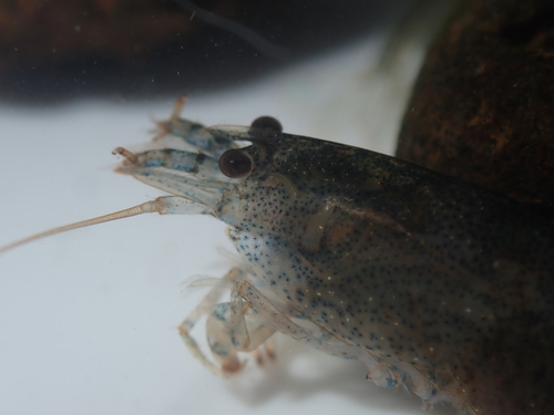 Atyoida serrata observed 2025-06-24