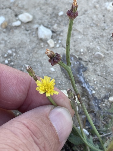 Crepis zacintha, photograph 6