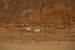 Oryx leucoryx
