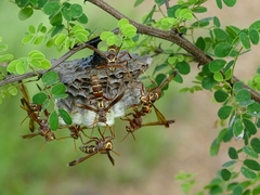 Polistes fastidiosus
