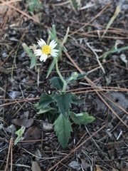 Tridax procumbens image