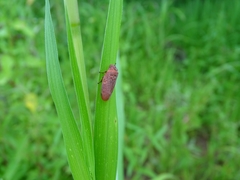 Locris rubra