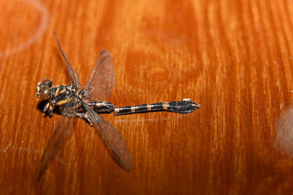Paragomphus pardalinus