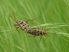 Probergrothius