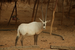 Oryx leucoryx