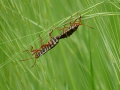 Probergrothius