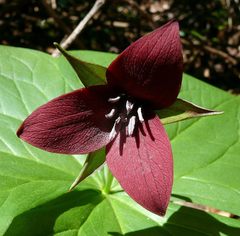 Trillium sulcatum