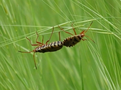 Probergrothius