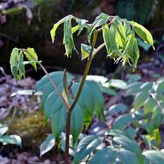 Prosartes lanuginosa