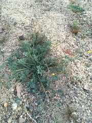 Eschscholzia minutiflora