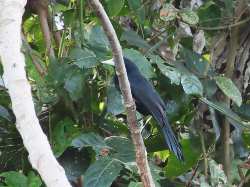 Solitary Cacique (Cacicus solitarius), photo 8