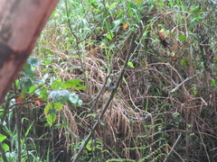 Myiarchus tuberculifer