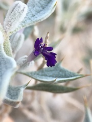 Salvia funerea