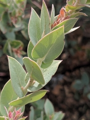 Arctostaphylos luciana