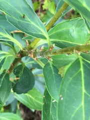 Forsythia × intermedia