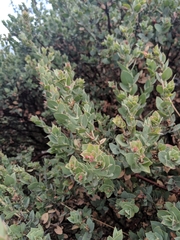 Arctostaphylos luciana