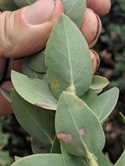 Arctostaphylos luciana